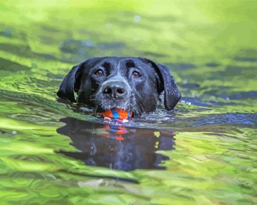 Black Dog Swimming Paint By Numbers