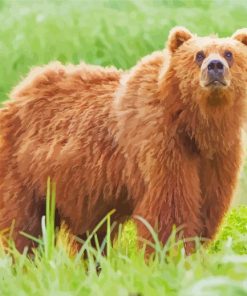 Brown Swedish Bear Animal Paint By Numbers