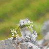 Cute Collared Pika Paint By Numbers