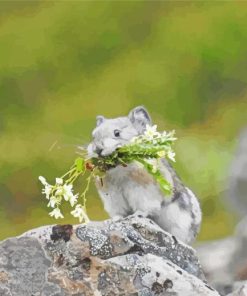 Cute Collared Pika Paint By Numbers