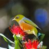 Cute Bird On Pohutukawa Flower Paint By Numbers