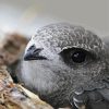 Cute Grey Swift Bird Paint By Numbers