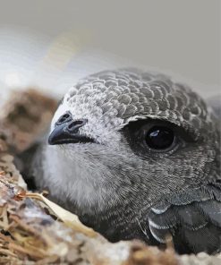 Cute Grey Swift Bird Paint By Numbers