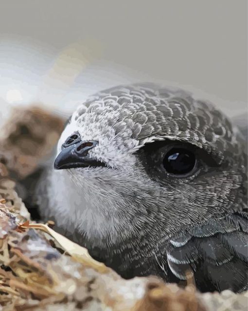 Cute Grey Swift Bird Paint By Numbers