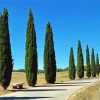 Cypress Trees Plants Paint By Numbers