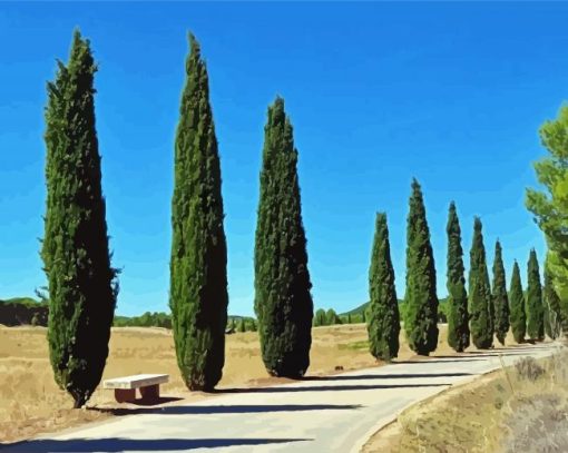 Cypress Trees Plants Paint By Numbers