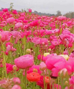 Field Of Flowers With Pink Paint By Numbers