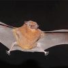 Flying Winged Bat Paint By Numbers