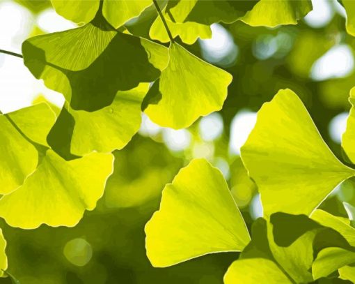 Green Ginkgo Biloba Leaves Paint By Numbers