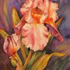Pink Iris Flower Art Paint By Numbers