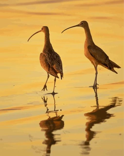 Strand Billed Birds Paint By Numbers