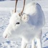 White Deer In Snow Paint By Numbers