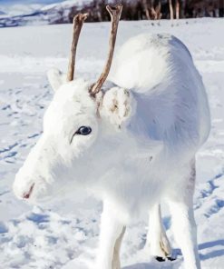 White Deer In Snow Paint By Numbers