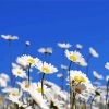 White Field Of Daisies Flowers Paint By Numbers