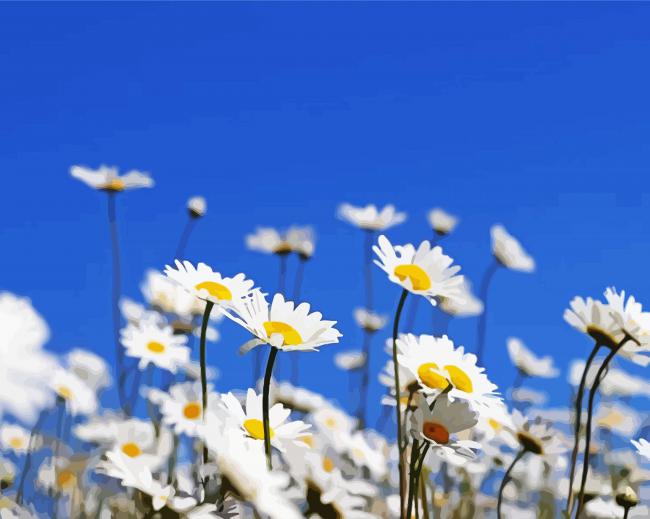 White Field Of Daisies Flowers Paint By Numbers