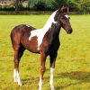 White And Brown Horse Foal Paint By Numbers