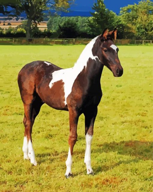 White And Brown Horse Foal Paint By Numbers