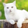 White Cat Paint By Numbers