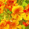 Yellow Nasturtium Flowers Paint By Numbers