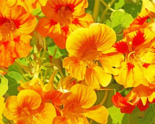 Yellow Nasturtium Flowers Paint By Numbers