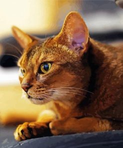 Abyssinian Animal Paint By Numbers
