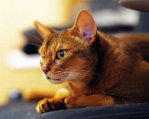 Abyssinian Animal Paint By Numbers