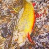 Brook Trout Paint By Numbers