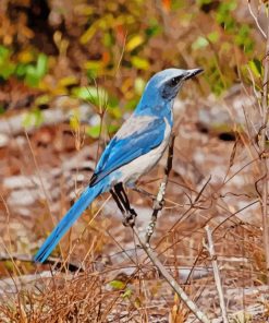 Florida Scrub Jay Bird Paint By Numbers