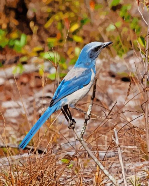 Florida Scrub Jay Bird Paint By Numbers