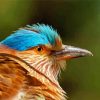 Indian Roller Bird Head Paint By Numbers