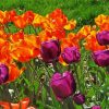 Orange Purple Tulips Field Paint By Numbers