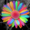 Aesthetic Colorful Daisy Flower Paint By Numbers