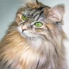 Green Eyed Siberian Cat Paint By Numbers