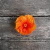 Orange Hibiscus Flower Paint By Numbers