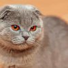 Aesthetic British Shorthair Cat Paint By Numbers