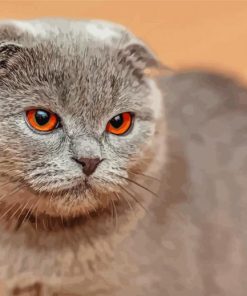 Aesthetic British Shorthair Cat Paint By Numbers