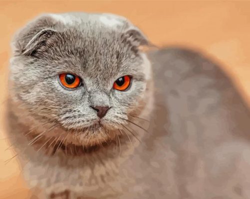 Aesthetic British Shorthair Cat Paint By Numbers