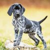 Black And White German Shorthair Pointer Puppy Dog Paint By Numbers