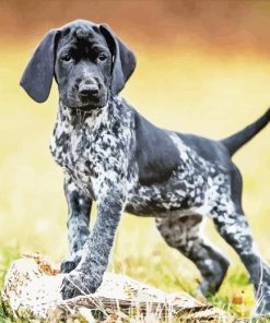 Black And White German Shorthair Pointer Puppy Dog Paint By Numbers