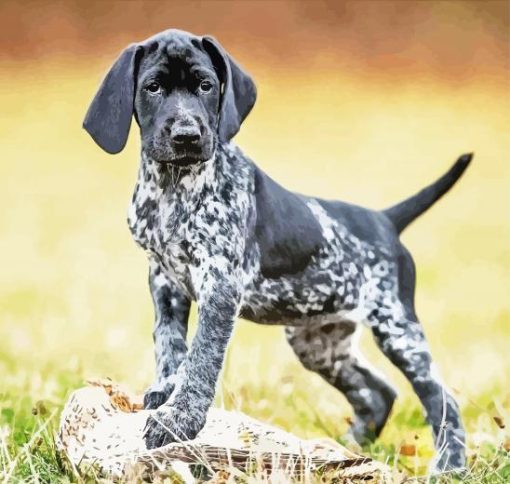 Black And White German Shorthair Pointer Puppy Dog Paint By Numbers