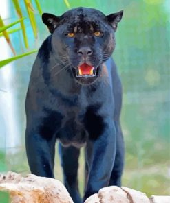 Black Jaguar Animal Paint By Numbers