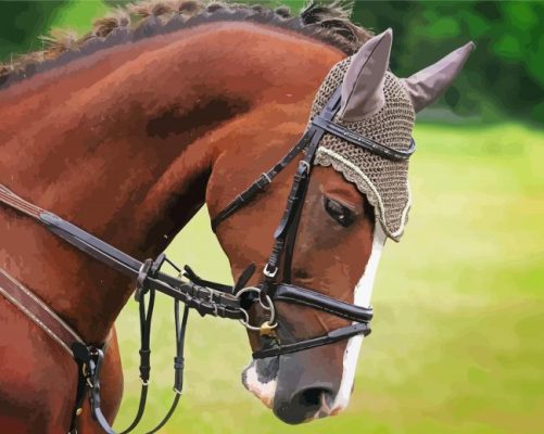 Brown Mare Horse Head Paint By Numbers