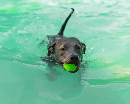 Cool Black Dog Swimming Paint By Numbers