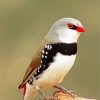 Firetail Finch Paint By Numbers