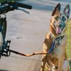 Dog With Bicycle Paint By Numbers