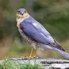 Eurasian Sparrowhawk Bird Paint By Numbers