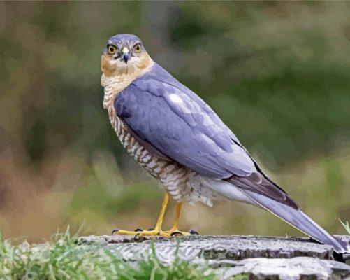 Eurasian Sparrowhawk Bird Paint By Numbers