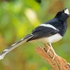 Forktail Bird Paint By Numbers