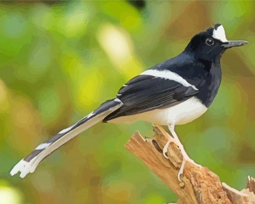 Forktail Bird Paint By Numbers