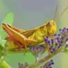 Grasshopper Insect Paint By Numbers